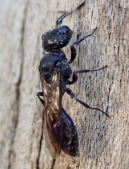 Pemphredonina
