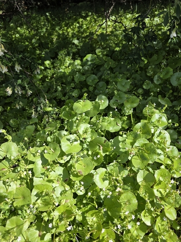miner's lettuce