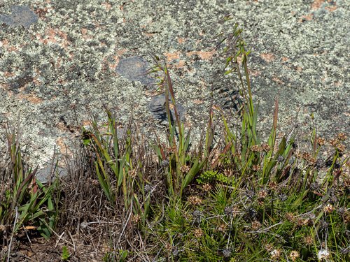 Ehrharta longiflora, photograph 6