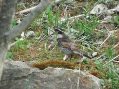 Turdus eunomus