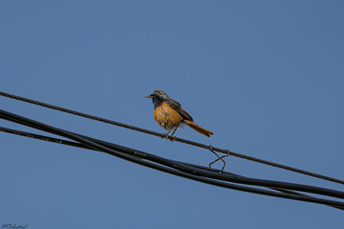 Phoenicurus hodgsoni observed 2026-07-13