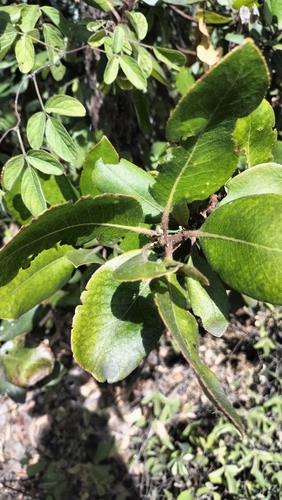 Arbutus xalapensis, photograph 1
