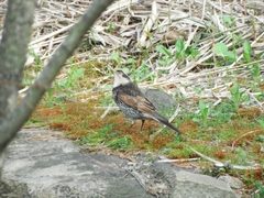 Turdus eunomus