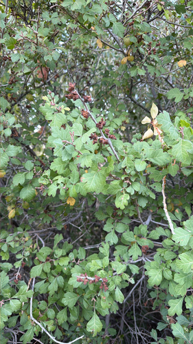 Skunkbush Sumac