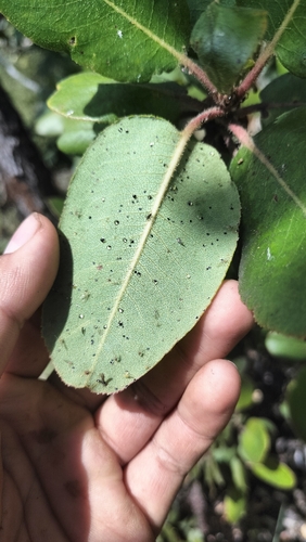 Arbutus xalapensis, photograph 2