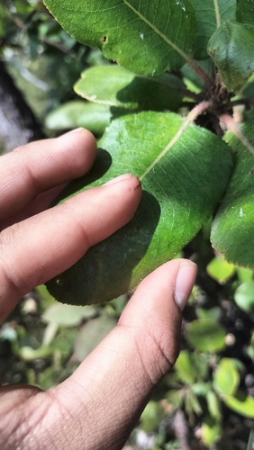 Arbutus xalapensis, photograph 3