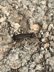 Parvindela celeripes