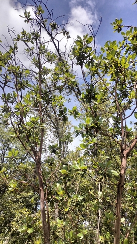 Arbutus xalapensis, photograph 4