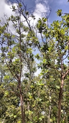 Arbutus xalapensis, photograph author not stated, no rights reserved
