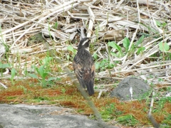 Turdus eunomus