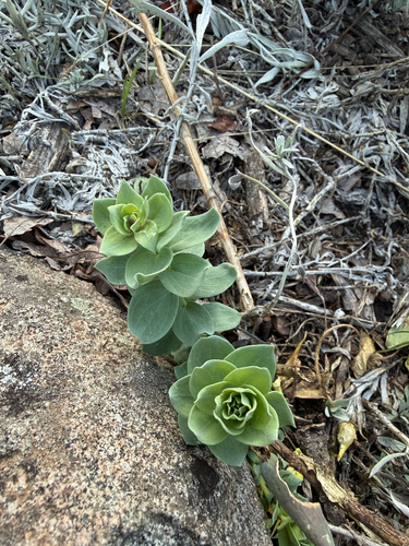 Balkan toadflax
