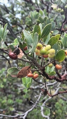 Arctostaphylos pungens, photograph author not stated, no rights reserved