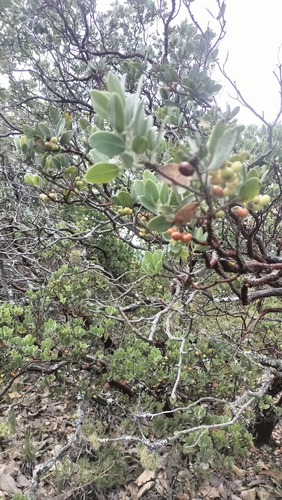 Arctostaphylos pungens, photograph 3