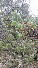 Arctostaphylos pungens, photograph author not stated, no rights reserved
