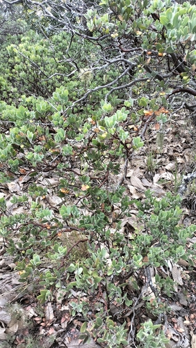 Arctostaphylos pungens, photograph 4