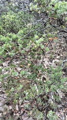 Arctostaphylos pungens, photograph author not stated, no rights reserved
