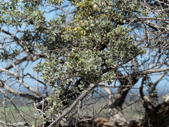 Kunzea pulchella, photograph (c) Carmon, some rights reserved (CC BY-SA)