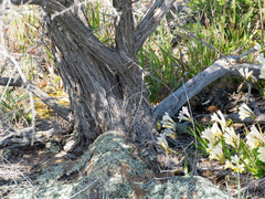 Kunzea pulchella, photograph (c) Carmon, some rights reserved (CC BY-SA)