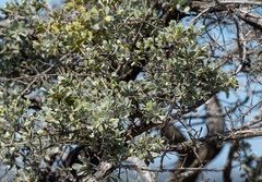 Kunzea pulchella