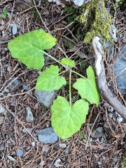 Adenocaulon bicolor, photograph (c) Barrett Coller Jr., some rights reserved (CC BY)