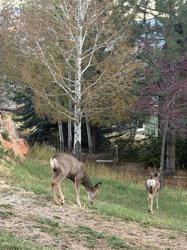 Mule Deer