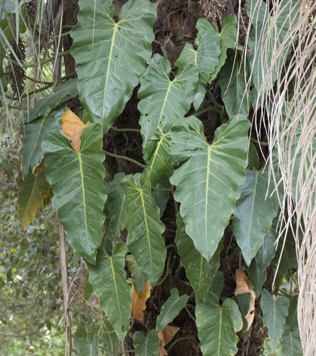 Philodendron maximum, photograph 1