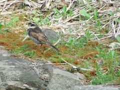 Turdus eunomus