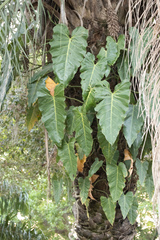 (c) avocat, some rights reserved (CC BY) Philodendron maximum, photograph (c) avocat, some rights reserved (CC BY)