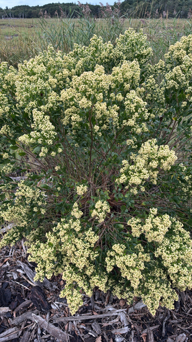 groundsel tree