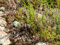 Ehrharta longiflora, photograph (c) Carmon, some rights reserved (CC BY-SA)