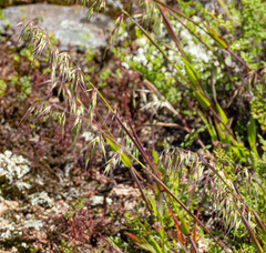 Ehrharta longiflora, photograph (c) Carmon, some rights reserved (CC BY-SA)
