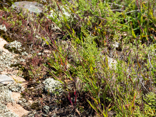 Ehrharta longiflora, photograph 3