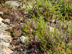 Ehrharta longiflora, photograph (c) Carmon, some rights reserved (CC BY-SA)