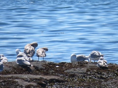 Larus brachyrhynchus