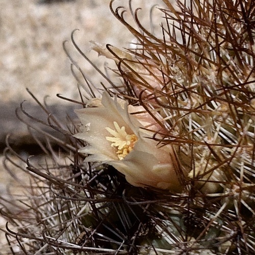 Los Cabos Nipple Cactus