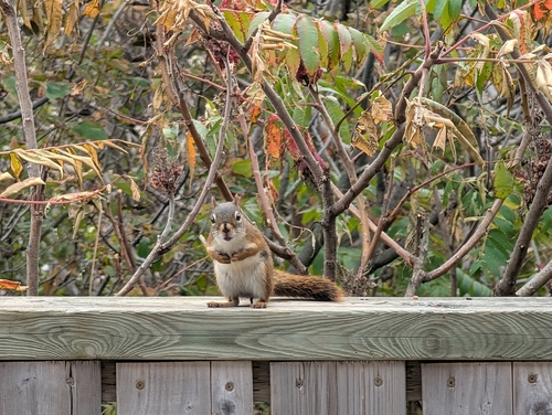 American Red Squirrel