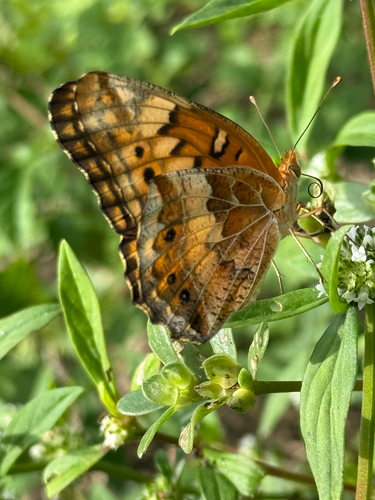 Variegated Fritillary