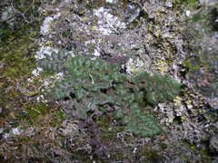 Asplenium hispanicum