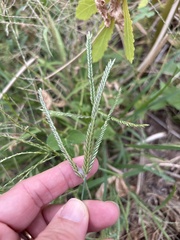 Eleusine indica, photograph (c) Sam Kieschnick, some rights reserved (CC BY)