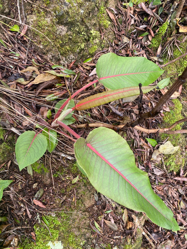Rumex albescens observed 2026-09-18