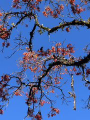 Erythrina falcata