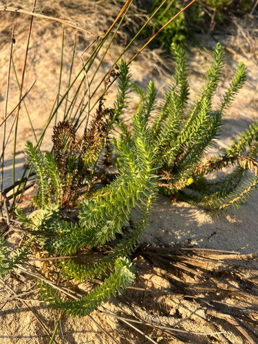 Euphorbia paralias, photograph 4