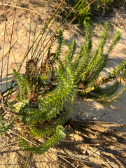 Euphorbia paralias, photograph (c) Millie Brady, some rights reserved (CC BY)