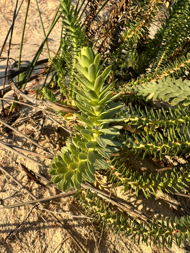 Euphorbia paralias, photograph 3