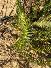 Euphorbia paralias, photograph (c) Millie Brady, some rights reserved (CC BY)
