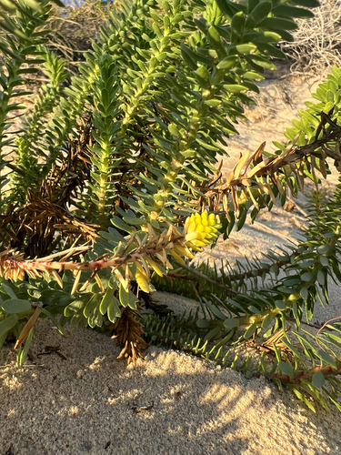 Euphorbia paralias, photograph 2
