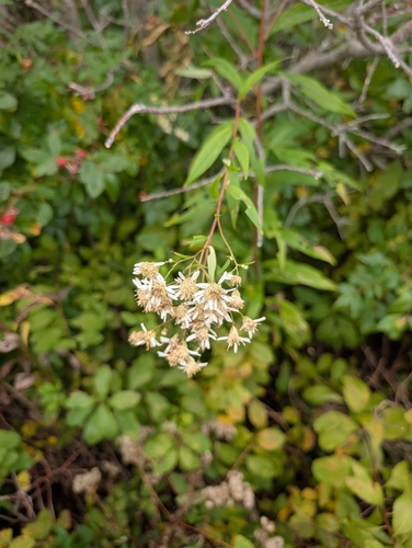 flat-top white aster
