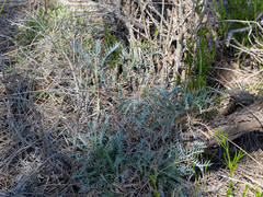 Banksia fraseri, photograph (c) Carmon, some rights reserved (CC BY-SA)