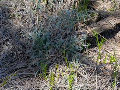 Banksia fraseri, photograph (c) Carmon, some rights reserved (CC BY-SA)