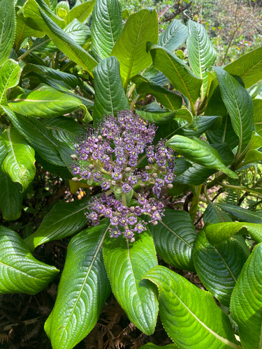 Hydrangea arguta observed 2026-09-18
